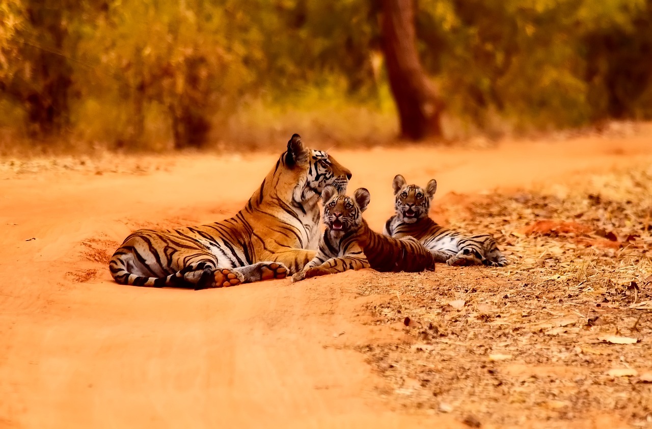 Safaris por la India