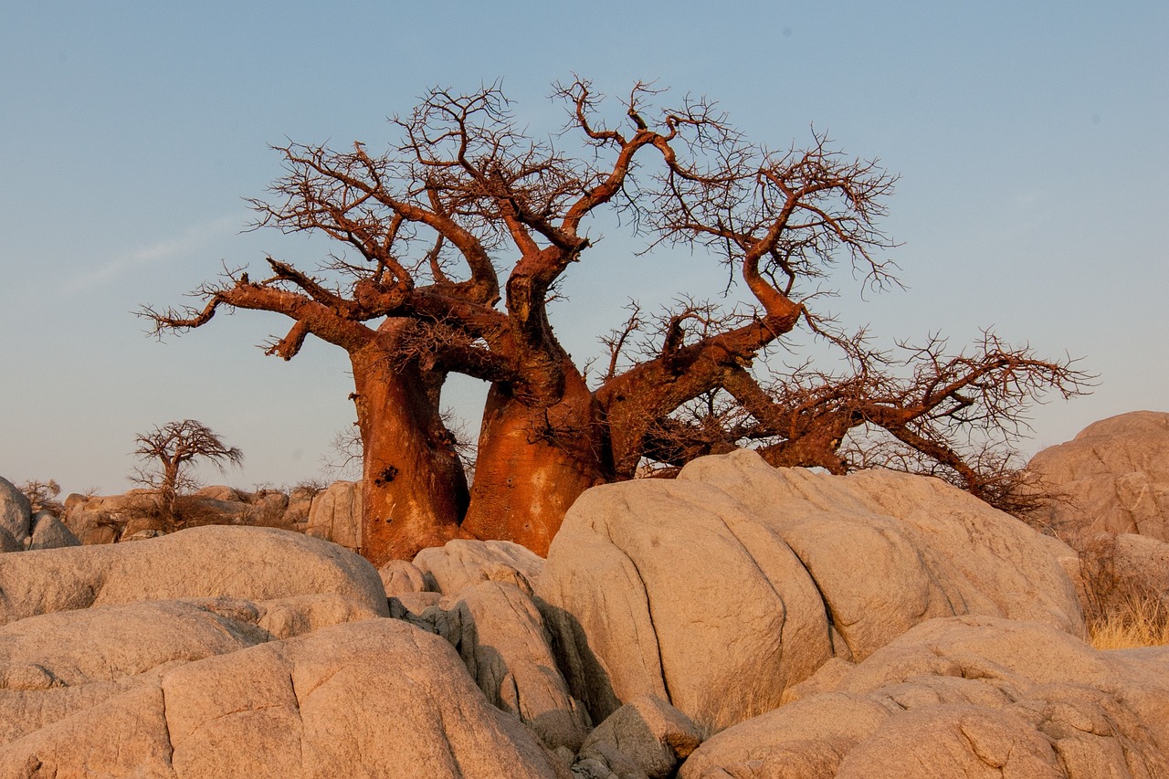 Botswana: Desierto y agua