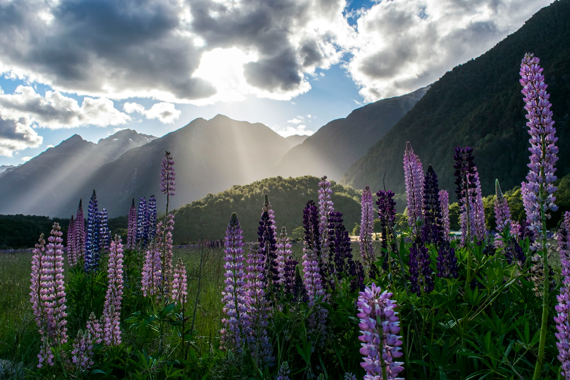 Explorando New Zealand