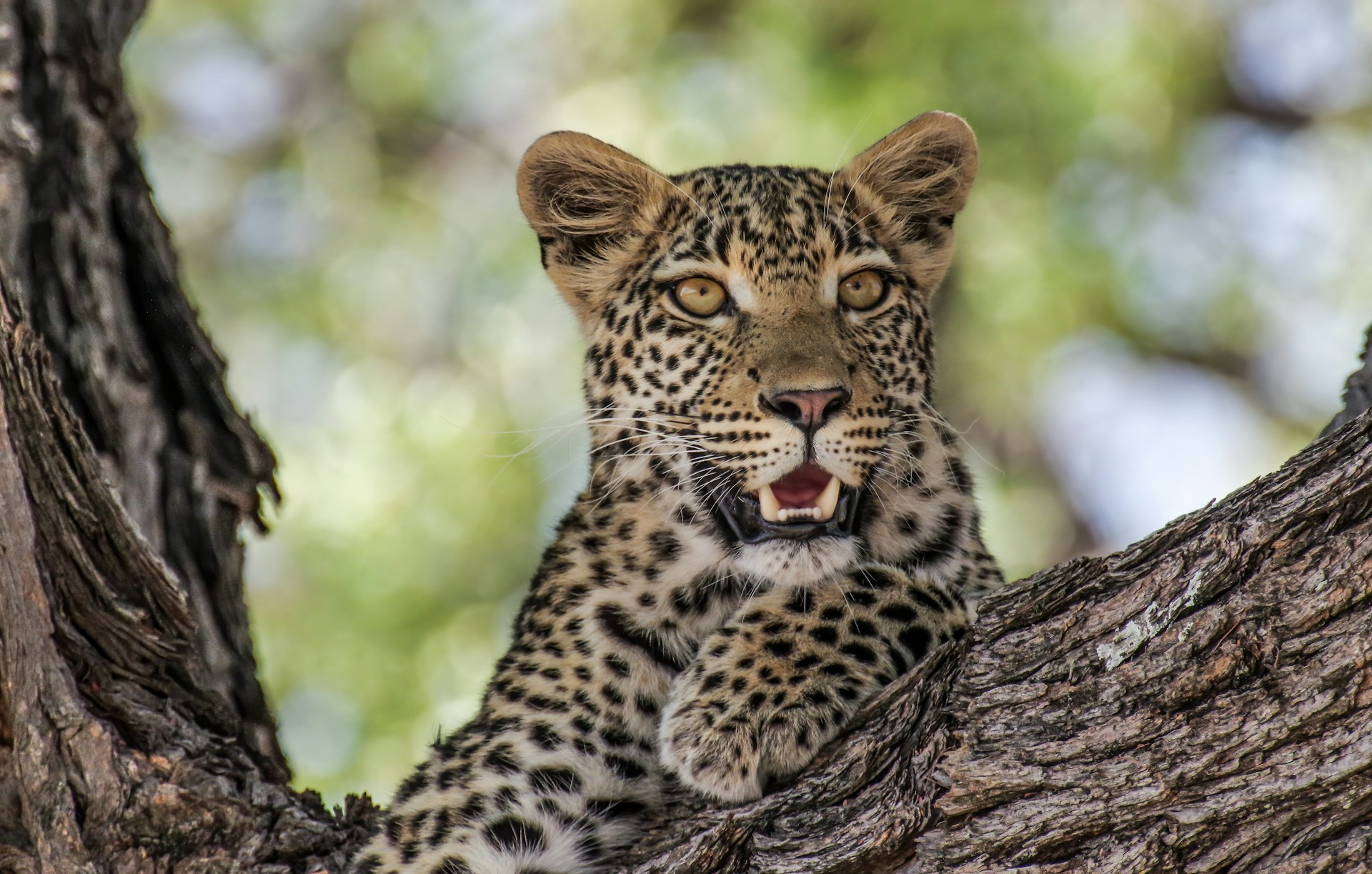 Safari de Lujo en Norte de Botswana 2026